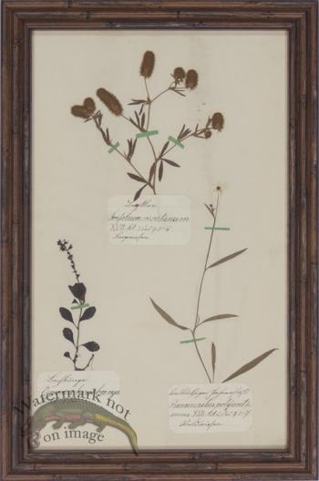 Herbarium BbF 20